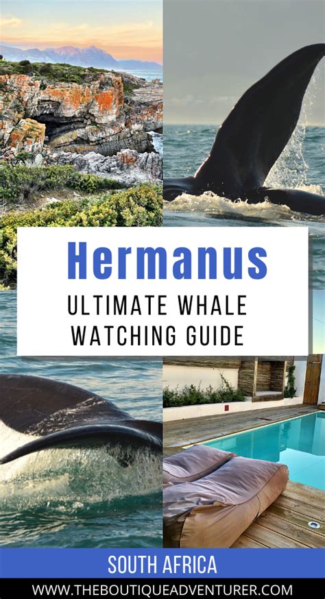 Ultimate Guide to Whale Watching Hermanus